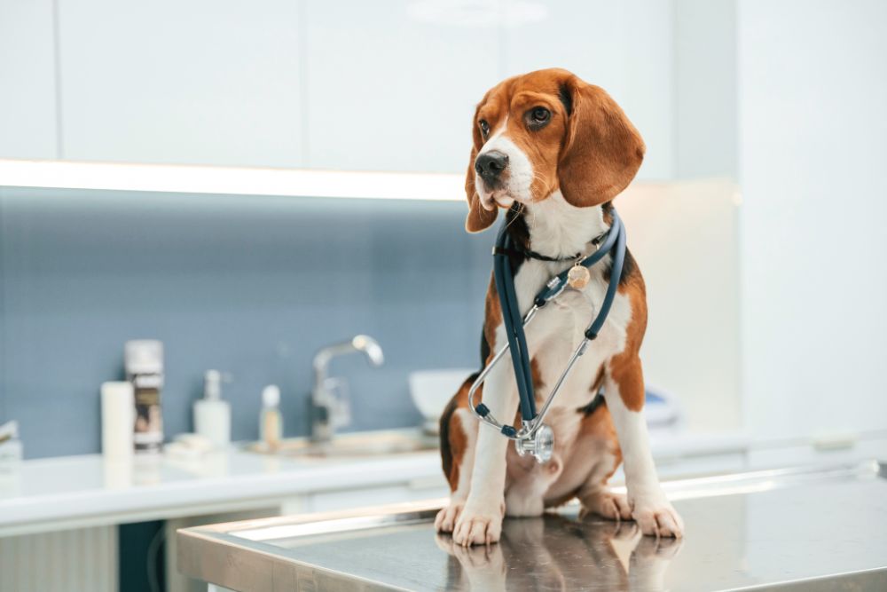 veterinarian holding kitten