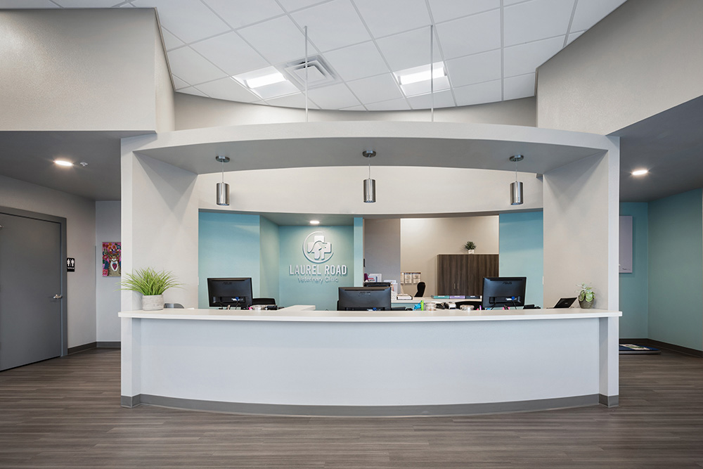veterinarian holding kitten