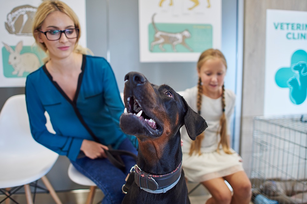 veterinarian holding kitten