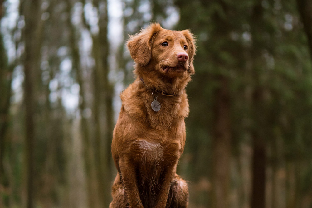 Brown dog, mossy tree stump