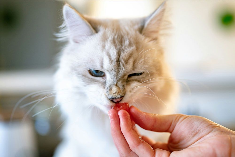 Cat licking treat from hand