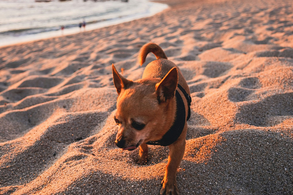 veterinarian holding kitten