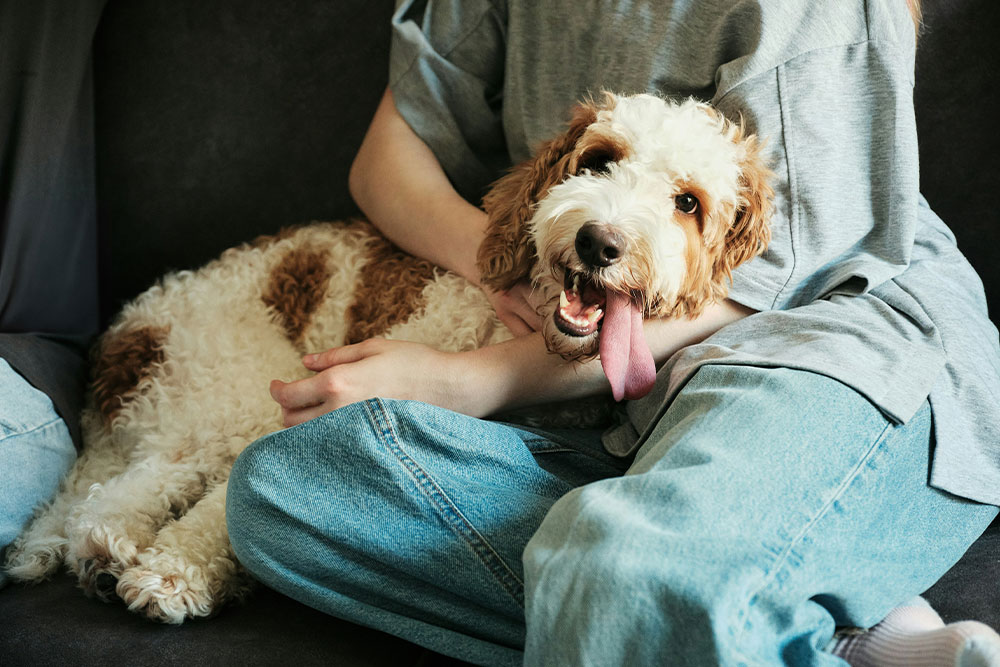 Dog with tongue out panting