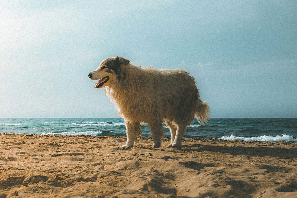 veterinarian holding kitten