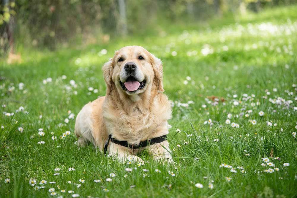 Golden retriever lying in grass