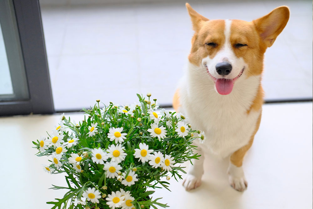 Happy corgi, potted daisies, white floor