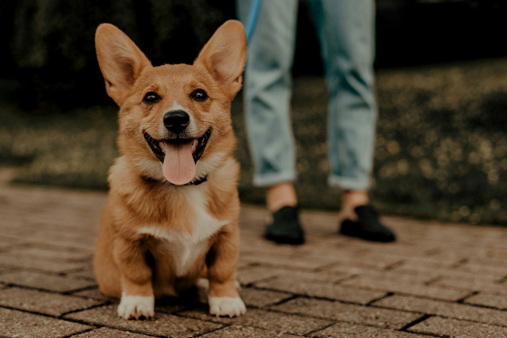 Happy corgi puppy, person nearby