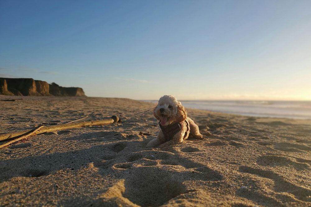 veterinarian holding kitten