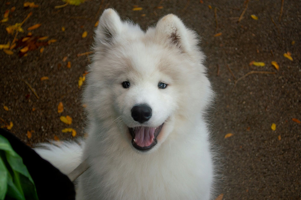 Happy white fluffy dog looking up