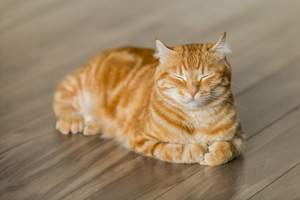 Orange tabby cat relaxing indoors