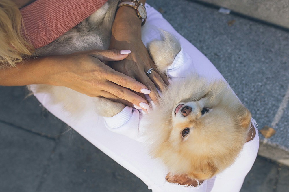 veterinarian holding kitten