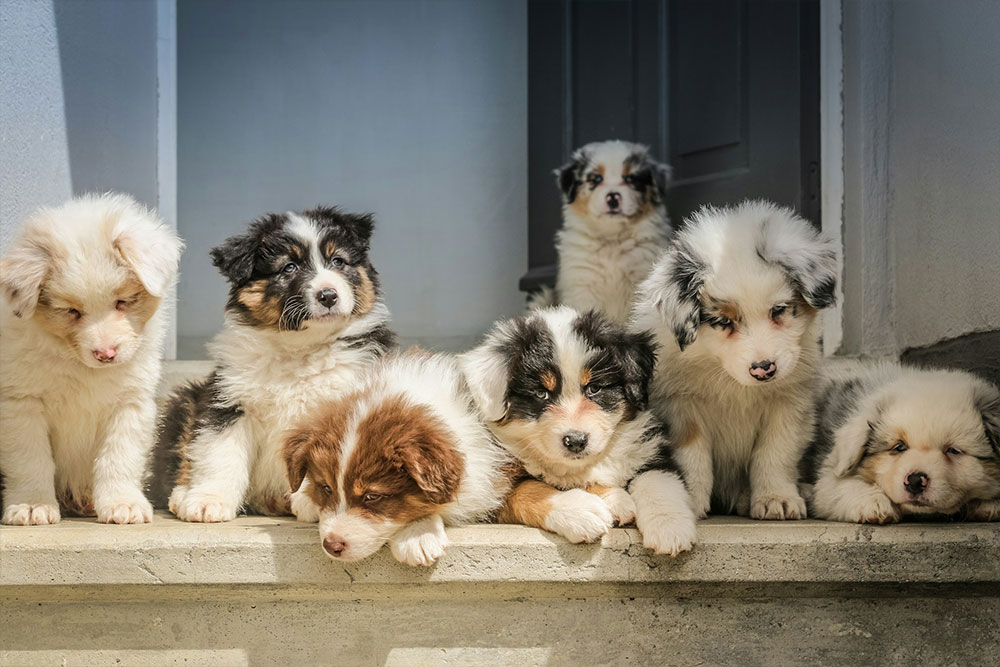 Seven adorable fluffy Border Collie puppies