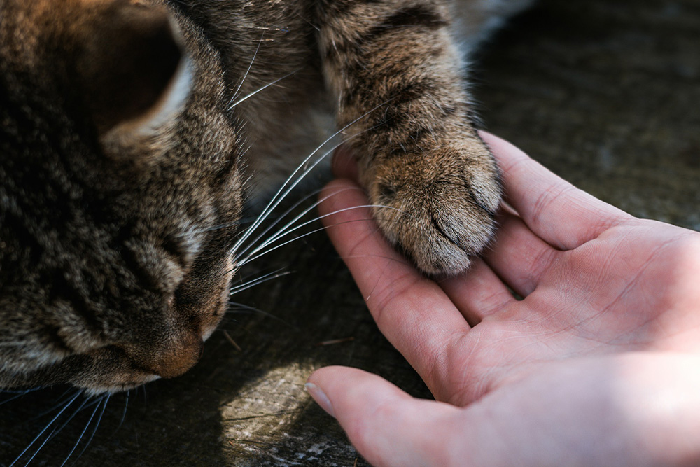 veterinarian holding kitten