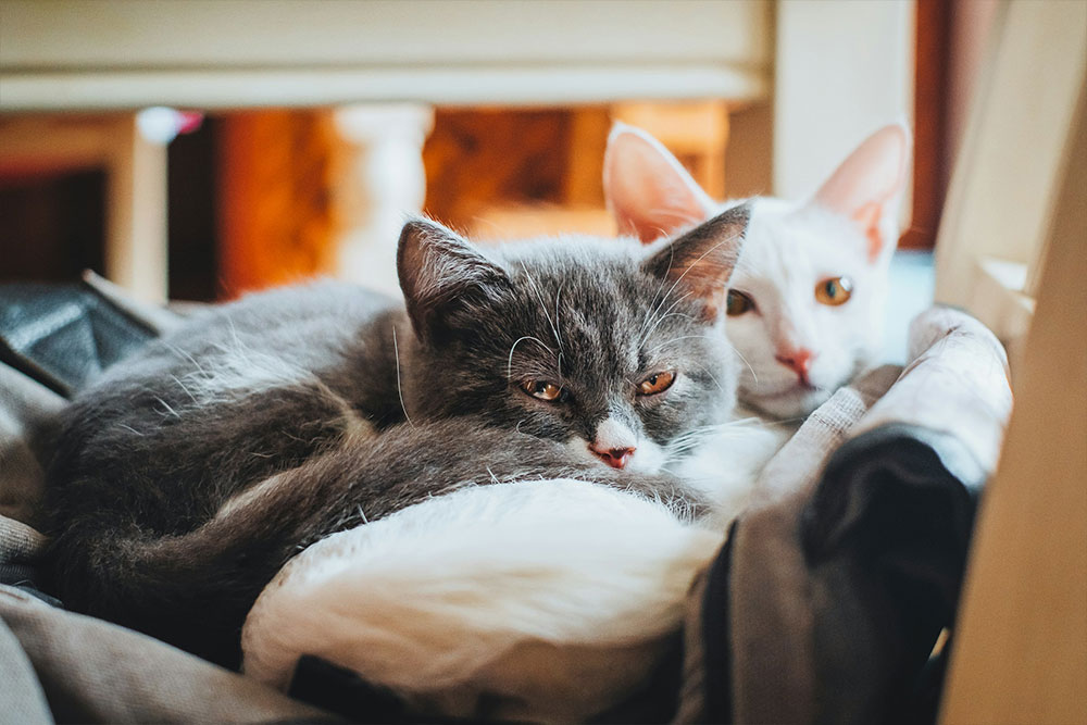 Two cats resting lazily