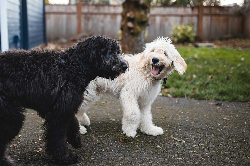 Two fluffy dogs playing outdoors