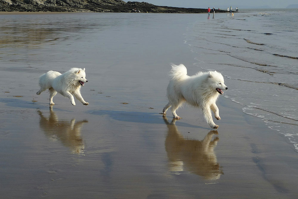 veterinarian holding kitten