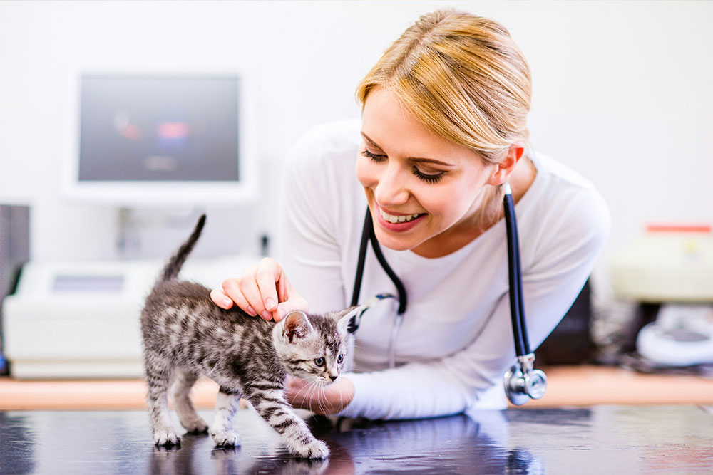 Vet petting striped kitten happily
