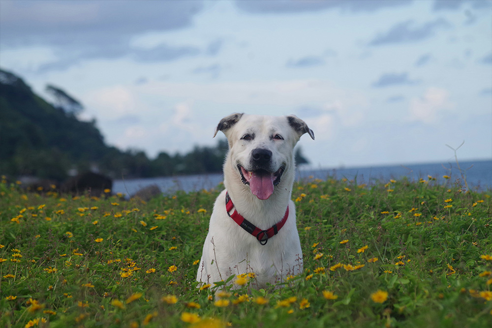 veterinarian holding kitten
