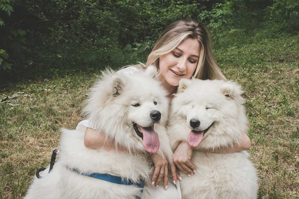 Woman hugging two Samoyed dogs