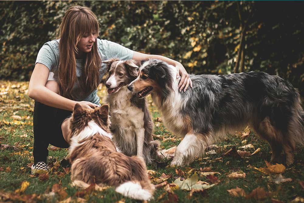 Woman petting three Border Collies