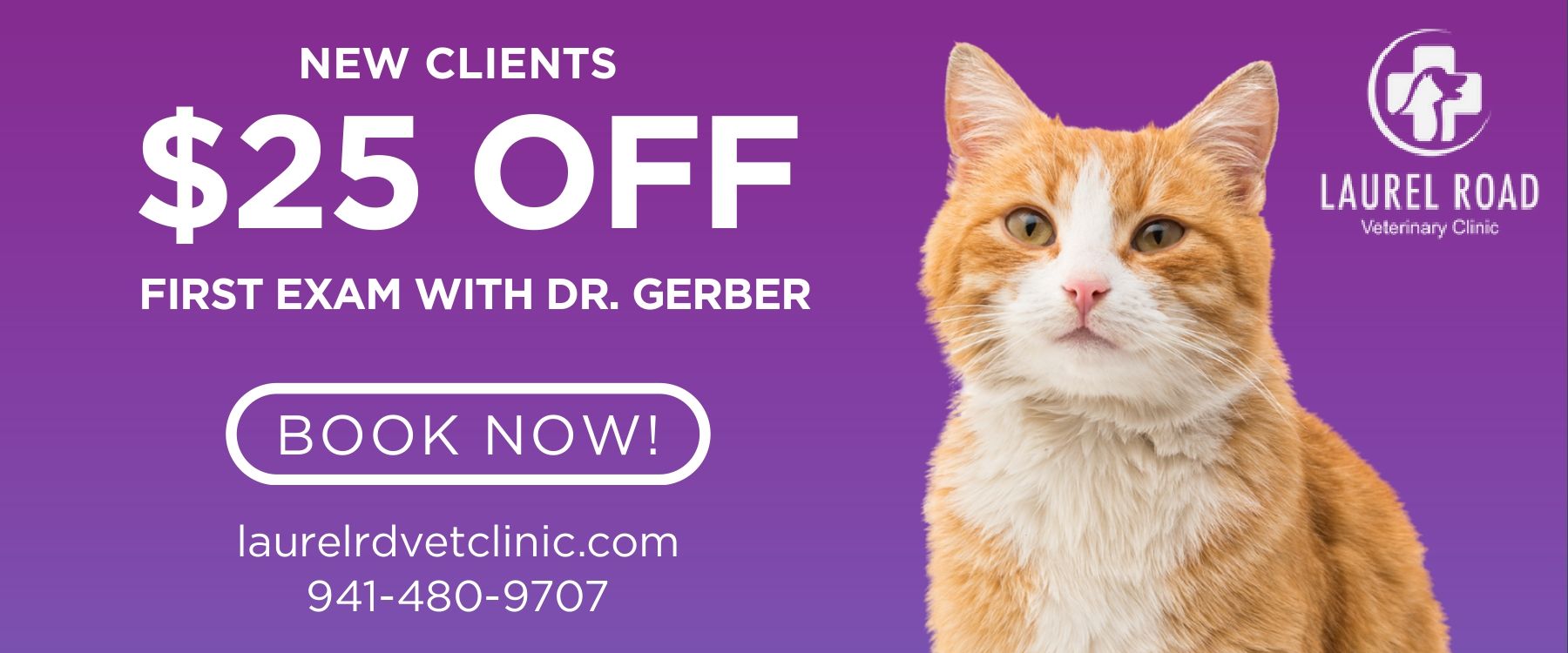 ginger cat purple background